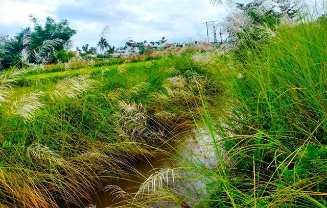 Hoa cỏ lau mọc tự nhiên, yên bình nép mình bên những bờ sông, suối, trong những bờ rào, khuôn viên vườn tược đến những bãi đất trống. Rồi một ngày, hoa cỏ lau bừng lên khoe sắc xanh thắm và bất ngờ bung mình thành những bông lau trắng tinh đẹp đến ngỡ ngàng. Chính những người địa phương khi ngắm nhìn hoa lau cũng ngạc nhiên đến sững sờ.