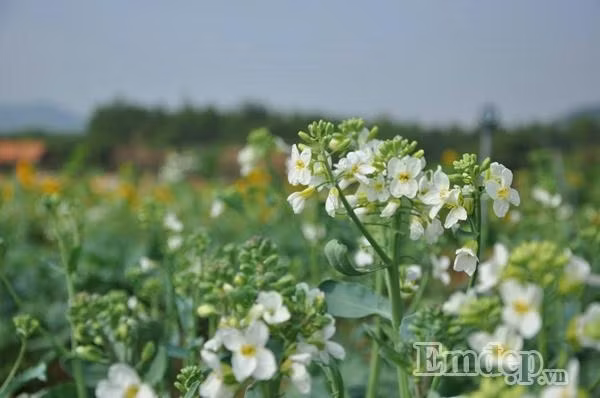 Những bông hoa cải trắng tinh khôi tỏa sắc giữa thiên đường hoa Quảng La.