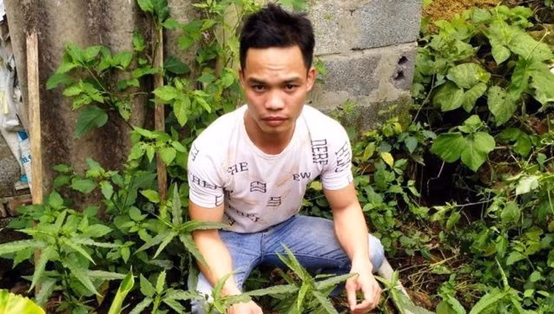  Trồng cần sa để… ngâm rượu và nuôi gà chọi: Ngày 13/4, Đồn Biên phòng Ngọc Lâm phát hiện tại vườn nhà đối tượng Bùi Văn Đại (30 tuổi, trú xã Phúc Thắng, huyện Nghĩa Hưng Nam Định) trồng trái phép 18 cây cần sa. Qua đấu tranh khai thác đối tượng Bùi Văn Đại, Đồn Biên phòng Ngọc Lâm phát hiện thêm 2 đối tượng khác cũng trồng tổng cộng 24 cây cần sa tại vườn nhà. Các đối tượng khai trồng cần sa để ngâm rượu và nuôi gà chọi.