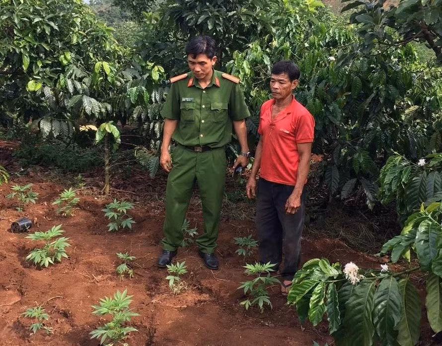  Trồng hàng trăm cây cần sa để... cho gà ăn: Ngày 28/4, một tổ công tác của Công an huyện Krông Năng, Đắk Lắk phát hiện tại vườn nhà ông Mai Năm (SN 1968, trú ở thôn Quyết Tâm, xã Ea Tân) trồng 275 cây cần sa tươi, chiều cao khoảng 15-25cm và 54 gốc cây cần sa khô. Ông Năm khai, lúc đi trên xe khách, một người lạ mặt cho hạt giống cây cần sa đem về trồng có thể chữa bệnh cho gia cầm.