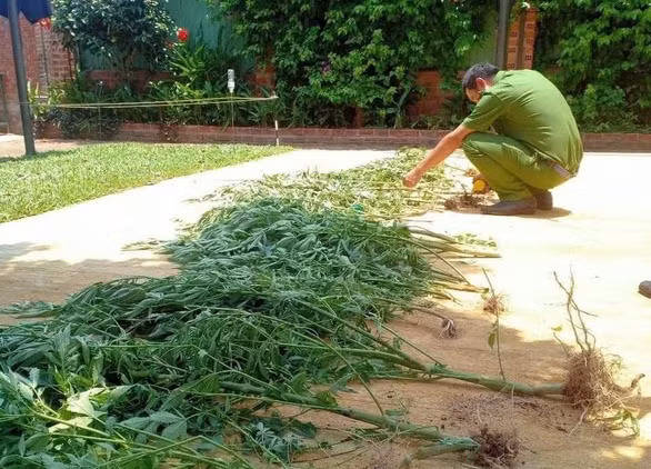  Trồng cần sa để uống cho khỏi mất ngủ: Ngày 28/4, Công an TP Hội An, tỉnh Quảng Nam đã kiểm tra một căn nhà tại xã Cẩm Hà, TP Hội An do Nguyễn Thị V. (SN 1983, trú TP Hà Nội) cùng chồng thuê để sinh sống. Qua kiểm đếm có 17 cây cần sa. V. khai nhận trong thời gian sinh sống tại đây, bà thường xuyên bị mất ngủ nên mới tìm hiểu trên mạng mua hạt giống cần sa về trồng, rồi dùng để uống chữa bệnh mất ngủ.
