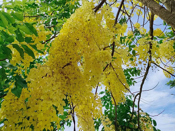  Hoa muồng hoàng yến có màu vàng chanh, mỗi bông gồm rất nhiều bông rủ xuống dài từ 15 đến 40cm. Mỗi bông có đường kính 4 đến 7cm với 5 cánh hoa.