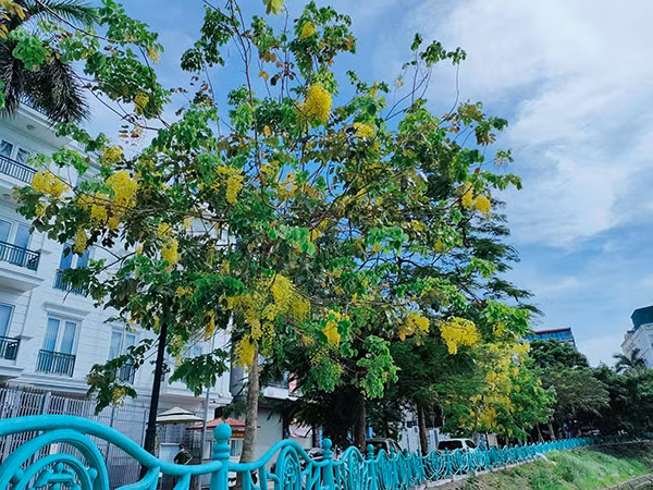 Dọc con đường ven hồ Tây, không khó để bắt gặp những cây muồng hoàng yến nổi bật bởi những chùm hoa vàng trĩu. 