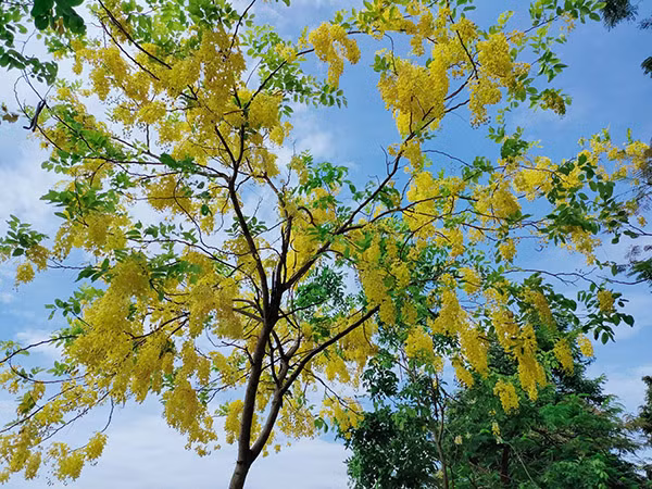 Ở Việt Nam, muồng hoàng yến mọc hoang dại trong các rừng thưa ở các tỉnh Tây Nguyên như Gia Lai, Kon Tum, Đắk Lắk, Đắk Nông. Nó cũng được trồng nhiều ở đô thị như Nha Trang, Đà Lạt, Đà Nẵng, TP Hồ Chí Minh...