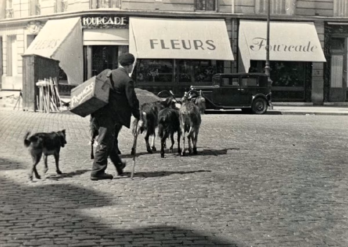 Người đàn ông bán pho mát di chuyển trên đường cùng những chú dê tại thủ đô Paris.