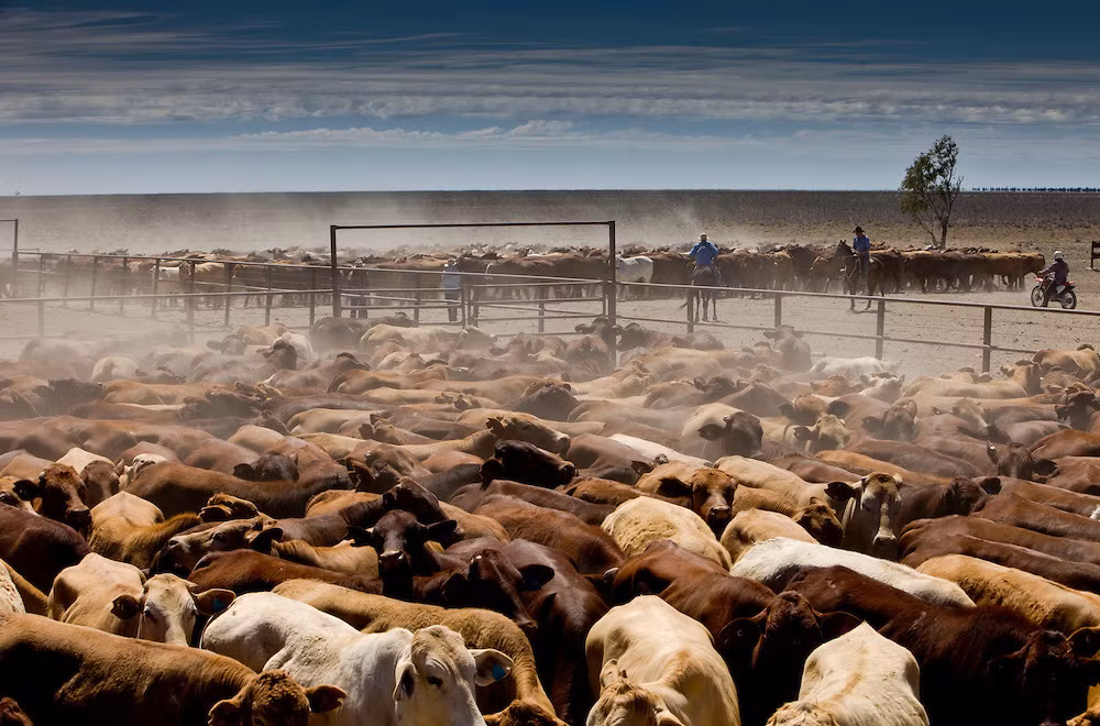 Trang trại nuôi gia súc lớn nhất thế giới là trang trại Anna Creek nằm ở Australia.