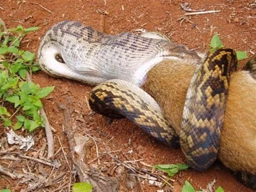 Có thể nói hiện nay không một loài rắn nào có thể giành lấy "ngai vua" từ loài anaconda. Trong số bốn loại rắn khổng lồ nói trên, loại màu xanh có kích thước lớn nhất, con trưởng thành có thể dài tới 9 m và nặng 550 kg.
