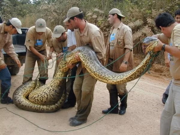 Trăn Anaconda vốn được coi là vua của các loài rắn bởi kích thước khổng lồ và sức mạnh có thể giết được mọi loài vật, chúng là nỗi ám ảnh của nhiều người khi du lịch khu rừng hoang dã của Amazon.