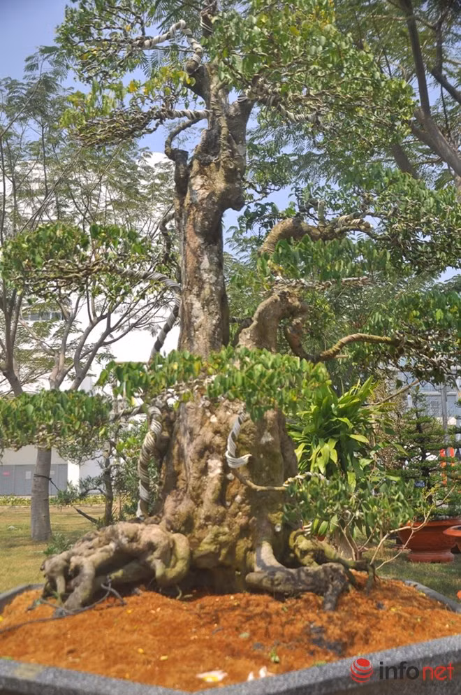 Để có cây khế dáng độc, đẹp như bây giờ, ông Hùng đã mất rất nhiều công sức chăm sóc, tạo dáng.