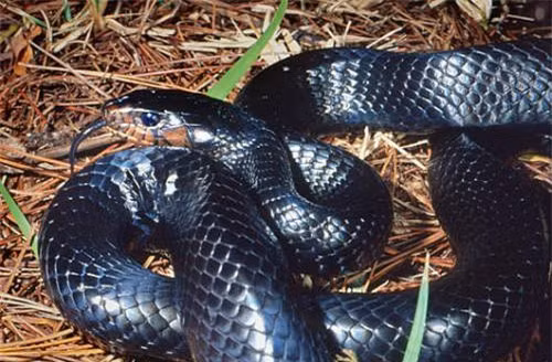 Indigo Snake dài tối đa 3 mét, nặng tối đa 5 kg, sống chủ yếu ở vùng Bắc Mỹ.