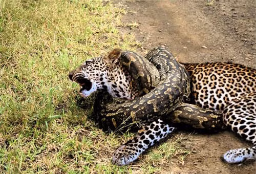 Trăn đá châu Phi African Rock Python dài tối đa 7 mét. Người ta còn đồn rằng loài trăn này có thể giết cả các loài vật hung dữ như cá sấu, báo gấm.