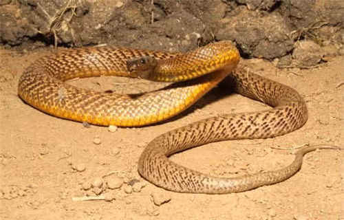 Loài rắn khổng lồ Inland Taipan dài tối đa 2,5 mét có nọc độc có thể đủ giết chết cả 289 người.