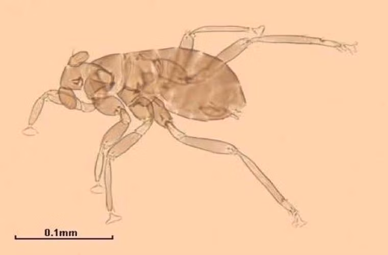 Loài côn trùng nhỏ nhất thế giới- Dicopomorpha echmepterygis. Đây là một thành viên tí hon trong gia đình ong, và là loại côn trùng nhỏ nhất mà chúng ta biết được cho đến nay. Chúng sống chủ yếu ở Costa Rica. Con đực trưởng thành chỉ dài khoảng 0,14mm. Nó ăn trứng của các loài côn trùng khác.