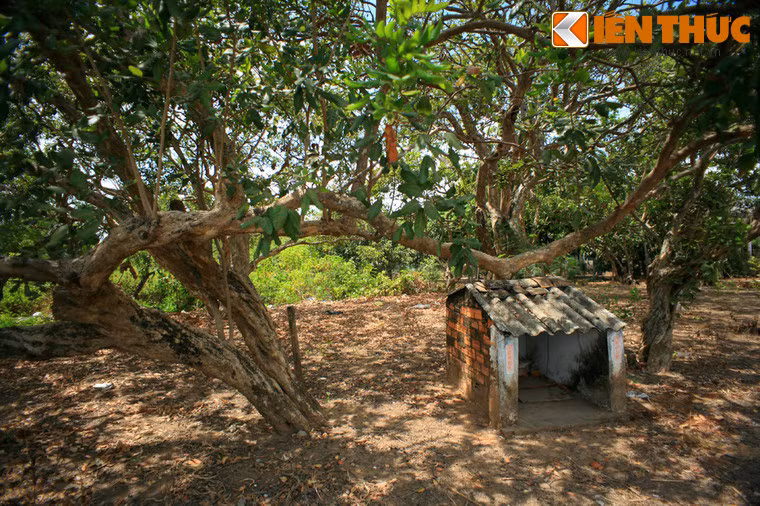 Tuy nhiên, sau hơn 100 năm tồn tại, vườn nhãn cổ Bạc Liêu đang đối mặt với những thách thức to lớn.