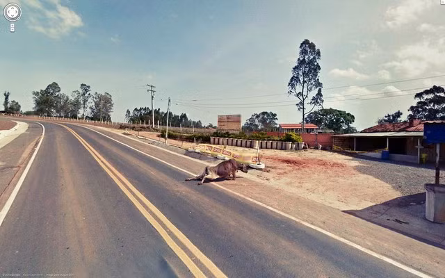 Một chú bò bị thương trên đường cao tốc được thu vào bức ảnh chụp từ Google Street View.
