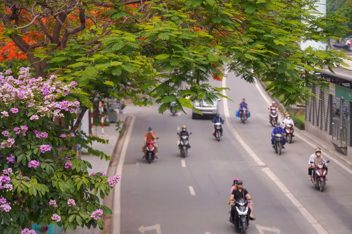 Trên đường Lê Văn Lương (đoạn quận Hà Đông), hoa bằng lăng nở xen kẽ hoa phượng, tạo nên cảnh đẹp mắt cho người đi đường.