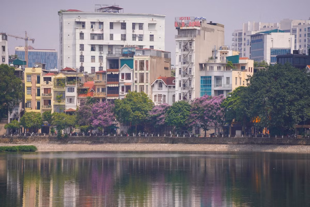 Hoa bằng lăng nở tím ven hồ Hoàng Cầu (quận Đống Đa).