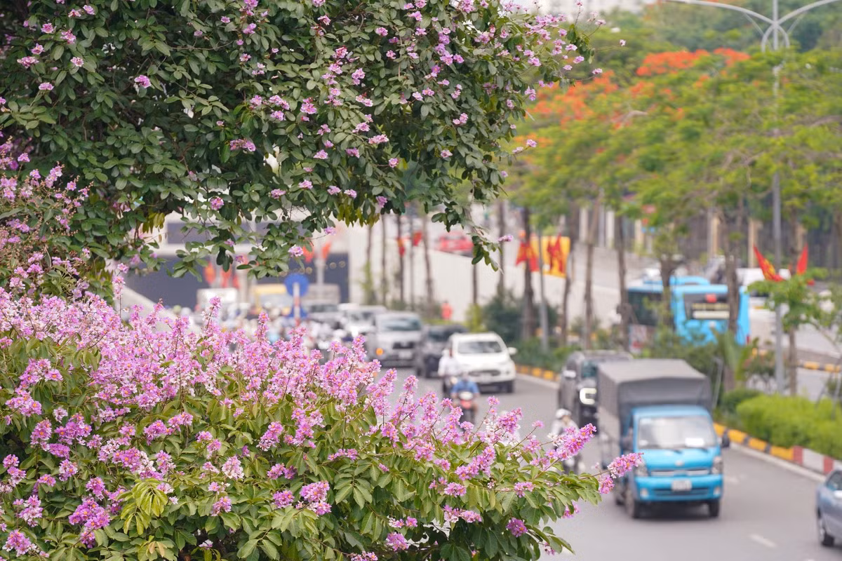 Nhiều người từ phương Nam có dịp công tác và du lịch tại Hà Nội cũng tranh thủ tìm tới các con đường có hoa bằng lăng nở để chụp ảnh. Sáng 14-5, chị Lê Thị Thu Hà (TPHCM), cùng đồng nghiệp, bạn bè rủ nhau ra đường Hoàng Cầu (quận Đống Đa) để chụp ảnh bằng lăng, ghi lại những hình ảnh đẹp nhất làm kỷ niệm.