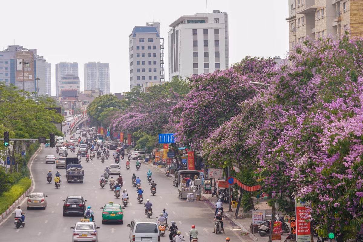 Tranh thủ hoa nở đúng dịp, người dân, các bạn trẻ chụp ảnh, ghi lại những khoảnh khắc hoa bằng lăng nở trong năm.