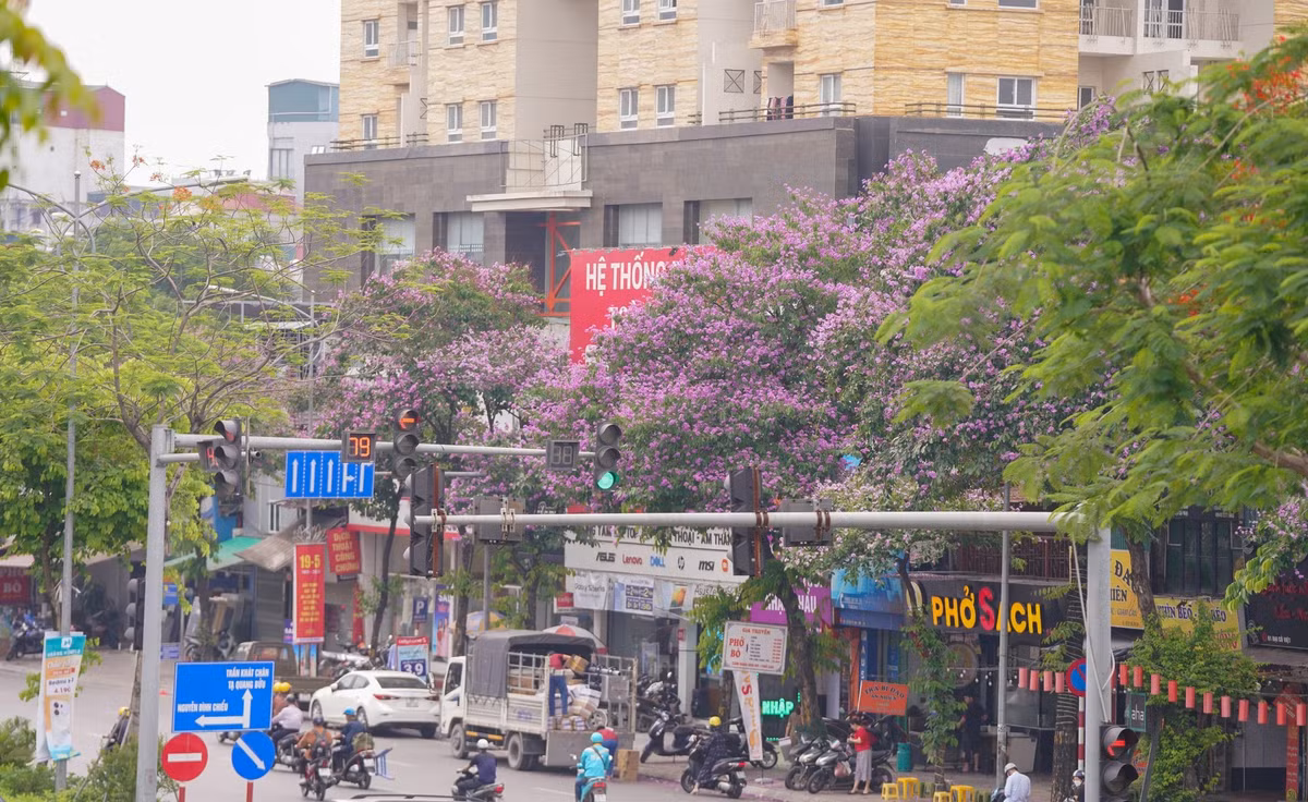 Còn trên đoạn đường Liễu Giai (quận Ba Đình), hàng chục bạn trẻ cũng tranh thủ chụp ảnh hoa bằng lăng. Đoạn đường đẹp nhất có hoa bằng lăng là từ đầu đường Đại Cồ Việt (đoạn Trường Đại học Bách khoa Hà Nội tới trụ sở Bộ GD-ĐT). Đây là đoạn đường hoa bằng lăng nở rộ, đều và phủ kín ven đường, tạo nên cảnh sắc rực rỡ cho một con phố.