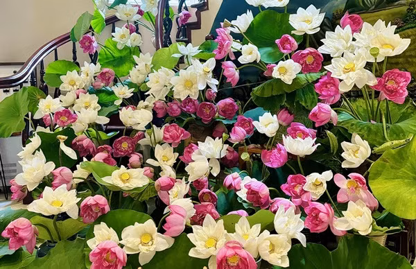 Nhân dịp sen về, các chị em lại có cơ hội chia sẻ những bình sen do chính mình cắm. Những bình hoa sen không chỉ góp phần làm rực rỡ thêm cho không gian sống mà còn lan toả vẻ đẹp tinh khôi của sen. Cùng ngắm nhìn bình hoa sen xinh đẹp của hội chị em yêu hoa nhé! "Đầm sen" trong nhà vô cùng xinh xắn được cắm từ 150 bông sen bách diệp và sen bạch liên khiến ai nhìn vào cũng phải trầm trồ. Ảnh: Quán Cơm Thiện Nguyện