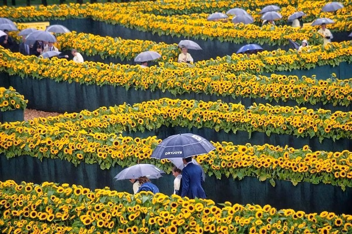 Van Gogh muốn được biết tới là họa sĩ chuyên vẽ hoa hướng dương. Đối với ông, loại hoa này tượng trưng cho lòng biết ơn, niềm khát khao có được tính cách lạc quan, tràn đầy hy vọng. (Ảnh: Pinterest)