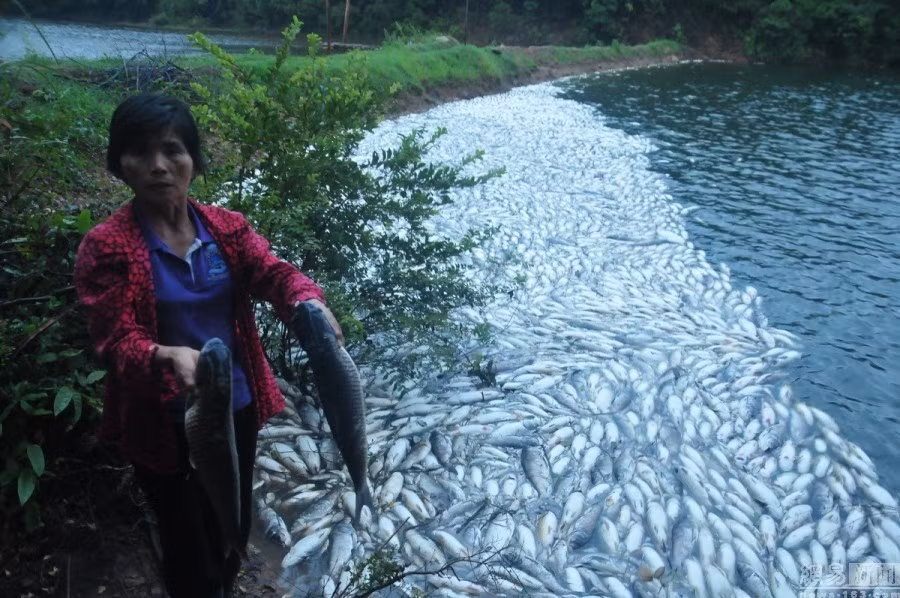 Trong ảnh là hiện tượng cá chết hàng loạt ở làng Ngọc Thạch, Giang Tây, Trung Quốc. (Nguồn Sina)