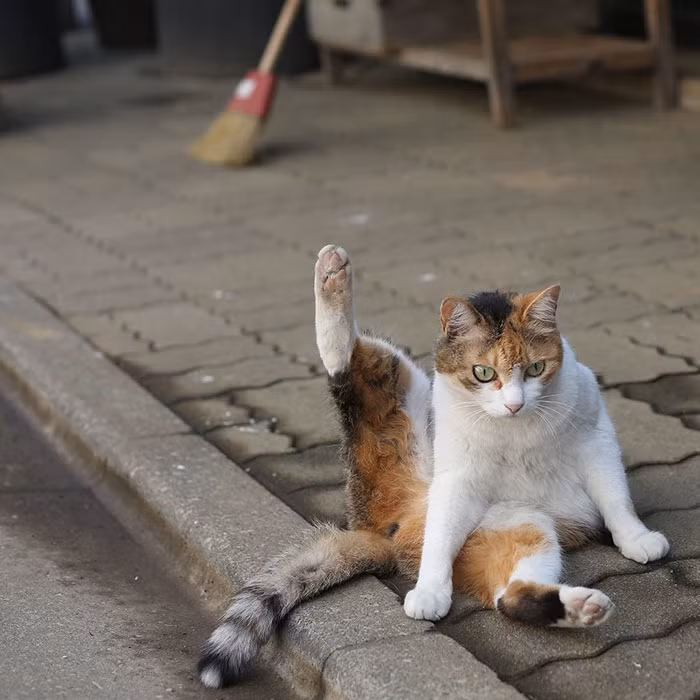 Dậy sớm, không có việc gì làm, cô mèo liền bắt chước một động tác Yoga. (Nguồn Bored Panda)