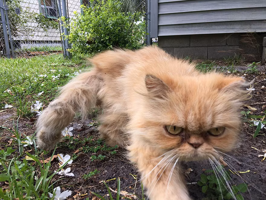 Giờ đây, chú mèo gắt gỏng đã được Paul nhận nuôi, đặt tên là Garfield theo tên của chú mèo nghịch ngợm nổi tiếng thế giới Garfield. (Nguồn Bored Panda)