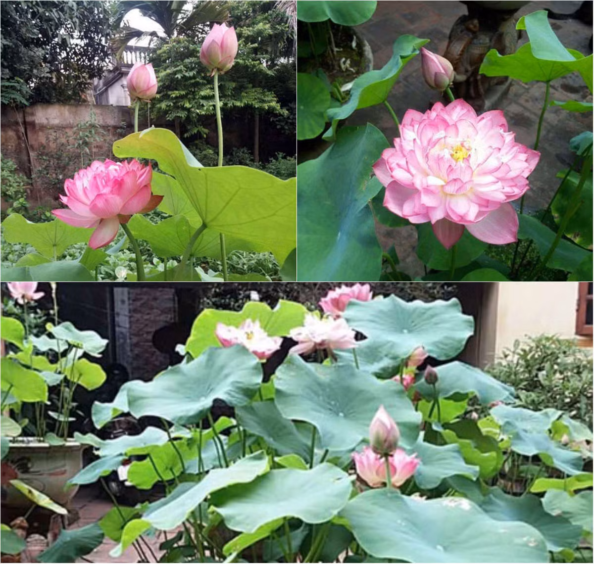 Cũng theo anh Điệp, trồng sen có mùa vụ, chăm cả năm nhưng chỉ được “thu hoạch” trong vòng có 1 – 2 tháng. Vì vậy, thời điểm này chính là lúc khuôn viên nhà anh rực rỡ nhất và đẹp nhất trong năm.