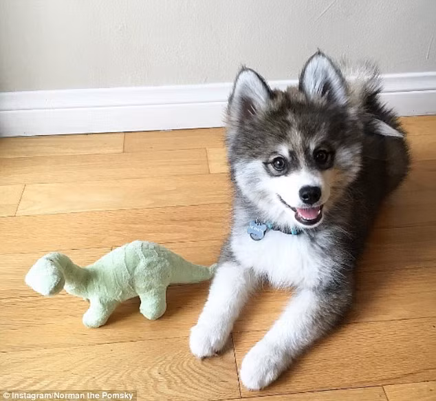 Norman là giống chó lai Pomsky, con lai của hai loài chó đáng yêu Pomeranian và Husk, đây là giống chó lai "hot" nhất hè năm 2016. Theo trang web PetGuide, đây là giống chó "nguy hiểm" nhất, đặc biệt là đối với những người yêu chó bởi chúng thực sự cực kỳ xinh đẹp, mang một sức hút không thể chối từ. (Nguồn Bored Panda)