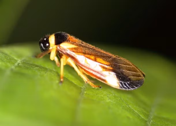 Froghopper, hút nhựa cây để sinh sống, loài côn trùng này có khả năng nhảy cao vượt trội. Chúng có thể nhảy cao tới khoảng cách gấp 100 lần chiều dài cơ thể.