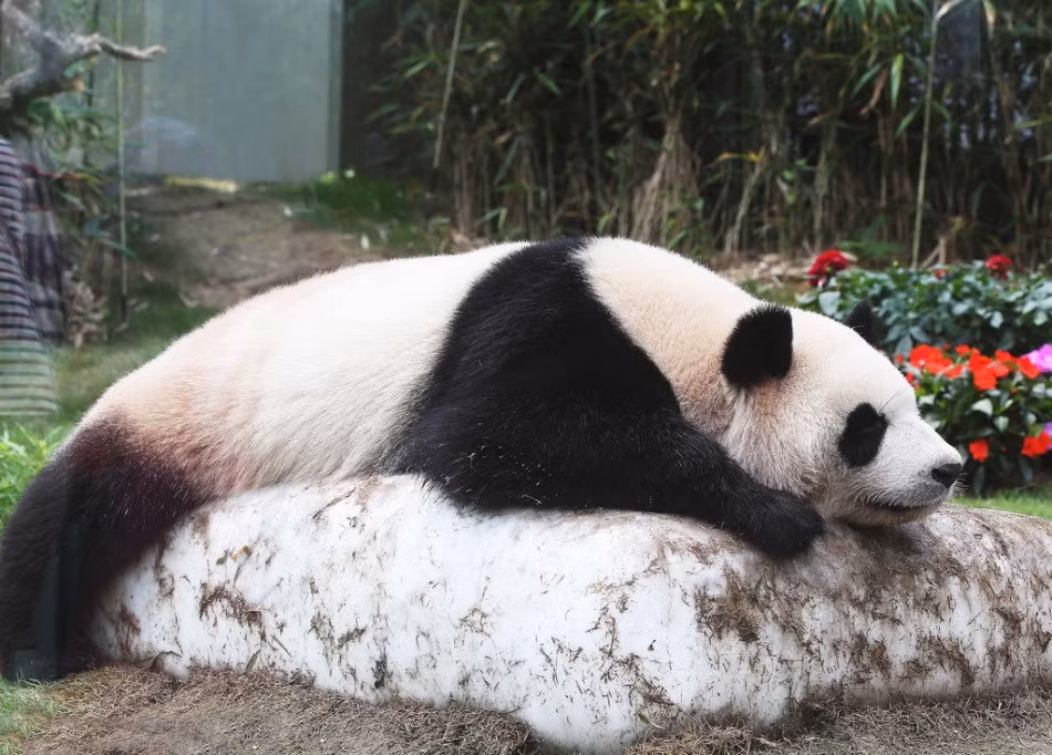 Mới đầu hè nhưng con gấu trúc này đã phải xòe tứ chi, nằm ôm lấy tảng băng, ngăn chặn cái nóng xâm nhập cơ thể. (Nguồn Sina)