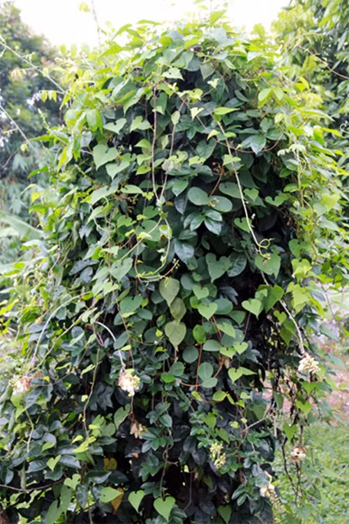 Chuyen la: Ca lang dao sam ban nhu khoai lang-Hinh-5