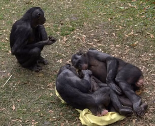 Một trong những loài động vật có di truyền gần gũi nhất của nhân loại, khỉ Bonobo có trên 98% DNA giống với chúng ta. Thực tế, khỉ Bonobo thường xuyên tham gia vào quan hệ không phân biệt giới tính của đối phương, mục đích là để tránh xung đột và kiểm soát, chi phối bầy đàn. Những pha quan hệ đồng tính nam của khỉ đực Bonobo cũng thường xuyên khiến du khách phải đỏ mặt quay đi vì quá táo bạo.