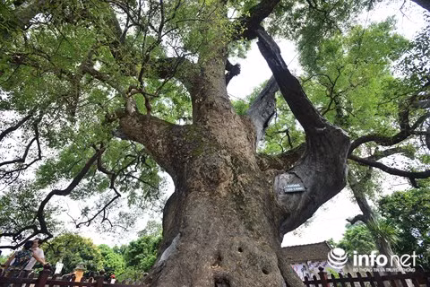 Theo ông Hoàng Viết Nên, người trông coi cây dã hương nghìn năm tuổi, các bậc cao niên đất Tiên Lục đã nghiệm ra một hiện tượng khá thú vị, đó là mối liên hệ giữa cây dã hương cổ thụ với đời sống xã hội đương thời. Theo đó, nếu cây dã hương có một cành nào đó già khô rơi xuống nhường lại cho những cành mới vươn lên đều báo hiệu một sự chuyển biến lớn của đất nước.