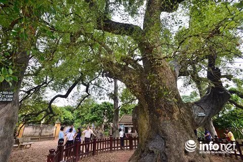 Người dân trong xã cho biết, nhờ có mùi hương của cây dã hương mà nhân dân ở đây có sức khỏe tốt, các bệnh dịch truyền nhiễm ít có cơ hội lây lan. Cây được coi như một linh vật của người dân quanh vùng với nhiều giai thoại và cũng là chỗ dựa tinh thần vững chắc cho người dân nơi đây.