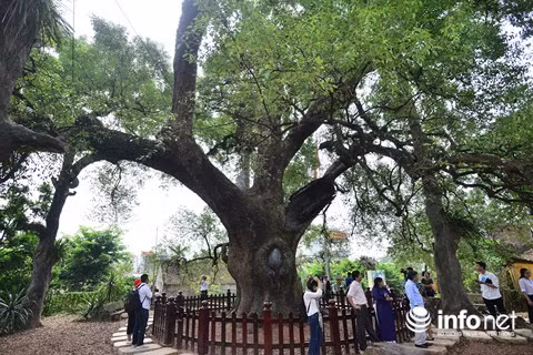 Trong cuộc hội thảo về cây dã hương của Trung tâm Nghiên cứu và phát triển đa dạng sinh học tổ chức năm 2011, các nhà khoa học trong và ngoài nước khẳng định cây dã hương này đã tồn tại khoảng 1.000 năm và trên thế giới chỉ có hai cây dã hương quý như thế. Một cây ở châu Phi đã chết nên cây dã hương này được xem là cây “độc nhất vô nhị của thế giới”.