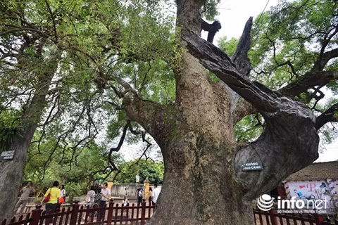 Như năm 1945, cành dã hương lớn phía Đông Bắc gãy là lúc Cách mạng tháng Tám thành công; Năm 1954, cành phía Tây gãy là năm chiến thắng Điện Biên Phủ; Năm 1964 cành phía Nam gãy gắn với sự kiện Vịnh Bắc Bộ chiến tranh mở rộng ra miền Bắc...