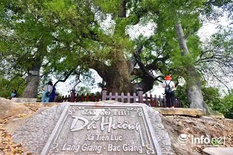 Cây không chỉ là nét đẹp của cảnh quan môi trường, cảnh quan thiên nhiên mà còn là nét đẹp văn hóa, biểu tượng rất đỗi mộc mạc, thân thiết, linh thiêng trong không gian văn hóa của vùng đồng bằng Bắc Bộ nói riêng và văn hóa Việt Nam nói chung.