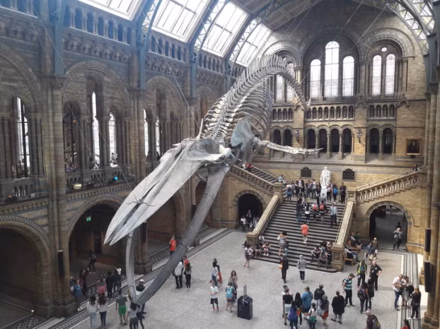 Bộ xương cá voi xanh trong Bảo tàng Lịch sử Tự nhiên ở London.