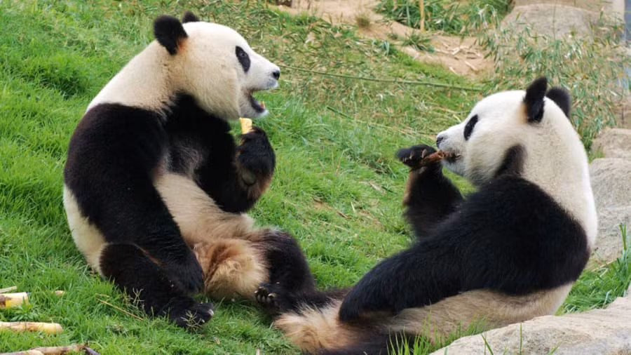 Chắc chắn mọi người sẽ thích mê khi được chụp ảnh với các chú gấu trúc siêu đáng yêu, trải nghiệm những phút giây thư giãn tại trung tâm bảo tồn gấu trúc lớn nhất Trung Quốc.