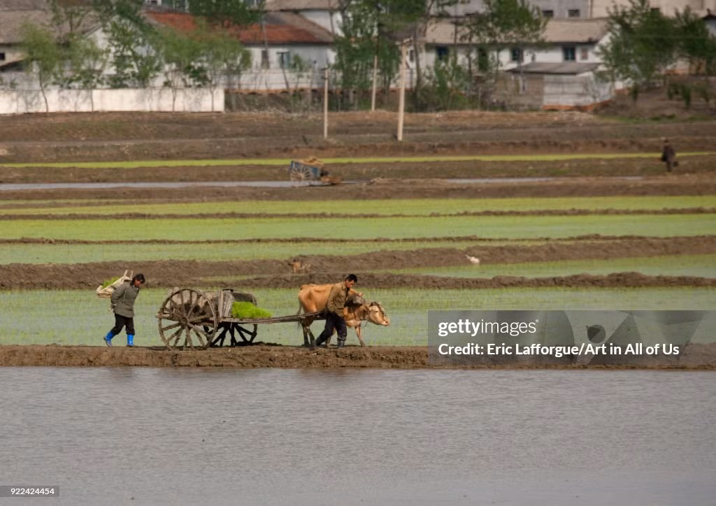 Kinh ngac canh binh di ve cuoc song o thon que Trieu Tien