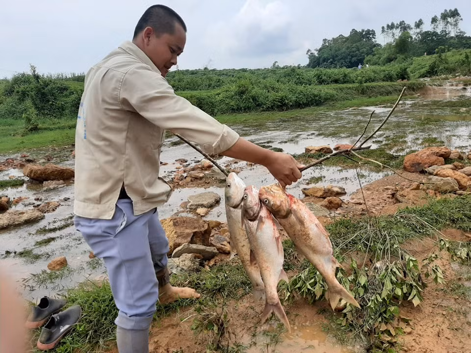 Cá người dân bắt được đa phần là cá mè, trôi với trọng lượng từ 1 - 6kg.