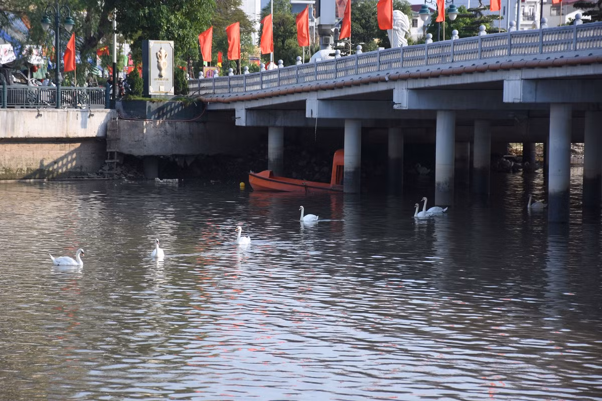 Đàn thiên nga sẽ là điểm nhấn thu hút khách đến với sông Tam Bạc.