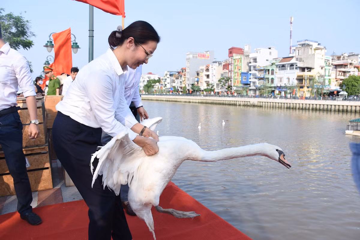 Ngam 130 con thien nga vua duoc tha xuong song Tam Bac - Hai Phong
