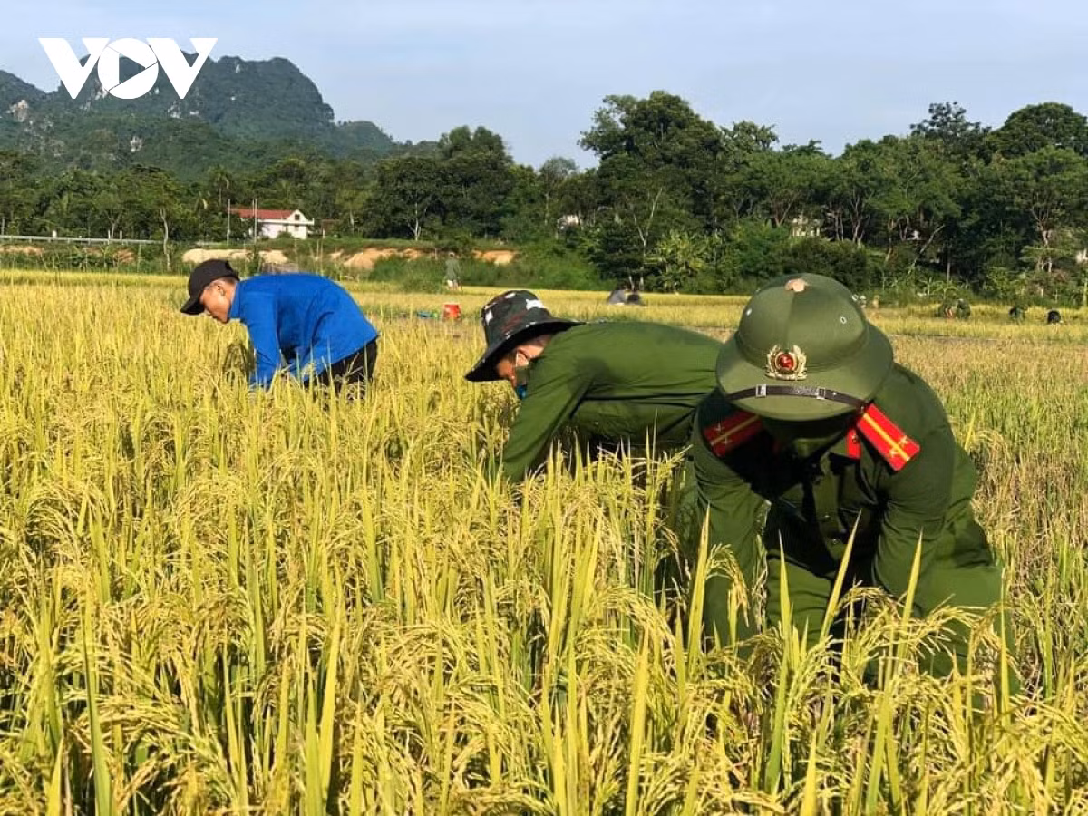 Hình ảnh công an xuống đồng giúp dân gặt lúa chạy bão - Hình 10 Hinh anh cong an xuong dong giup dan gat lua chay bao-Hinh-10