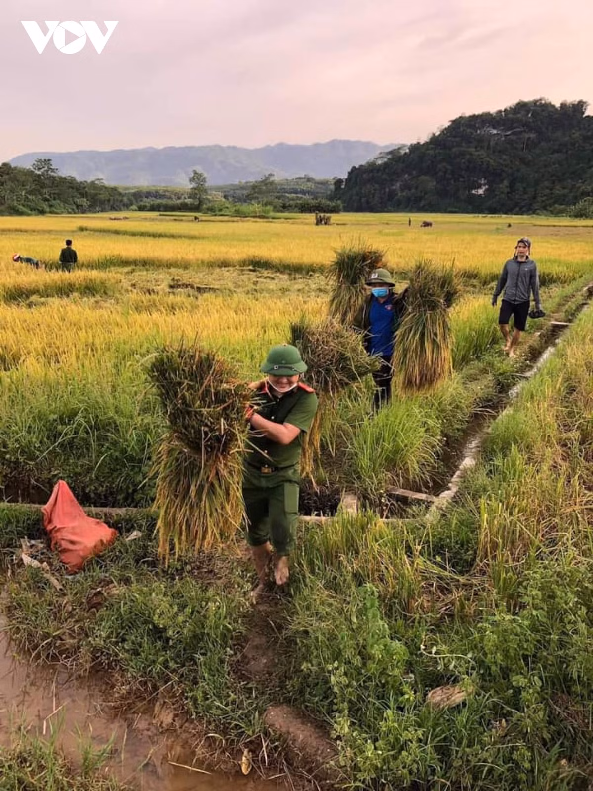 Hình ảnh công an xuống đồng giúp dân gặt lúa chạy bão - Hình 12 Hinh anh cong an xuong dong giup dan gat lua chay bao-Hinh-12