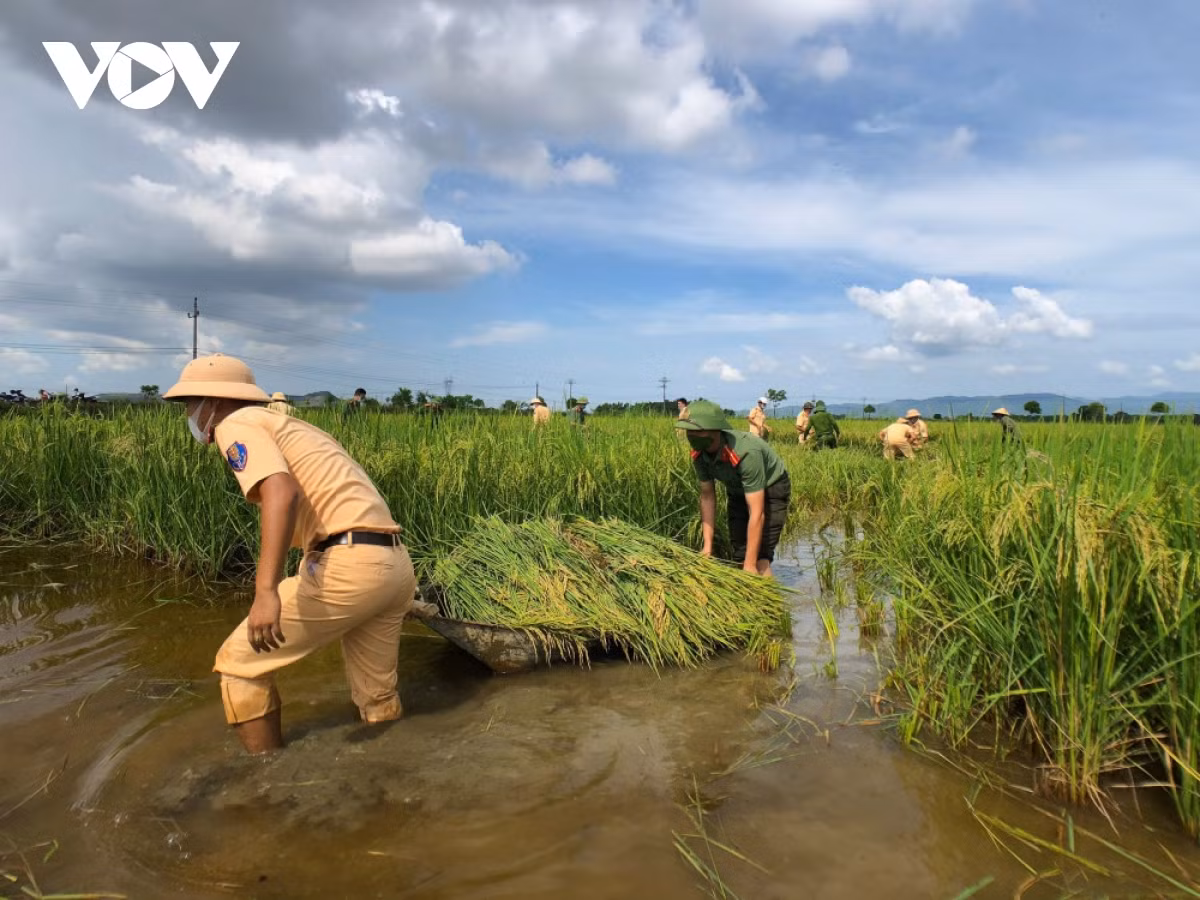 Hình ảnh công an xuống đồng giúp dân gặt lúa chạy bão - Hình 6 Hinh anh cong an xuong dong giup dan gat lua chay bao-Hinh-6