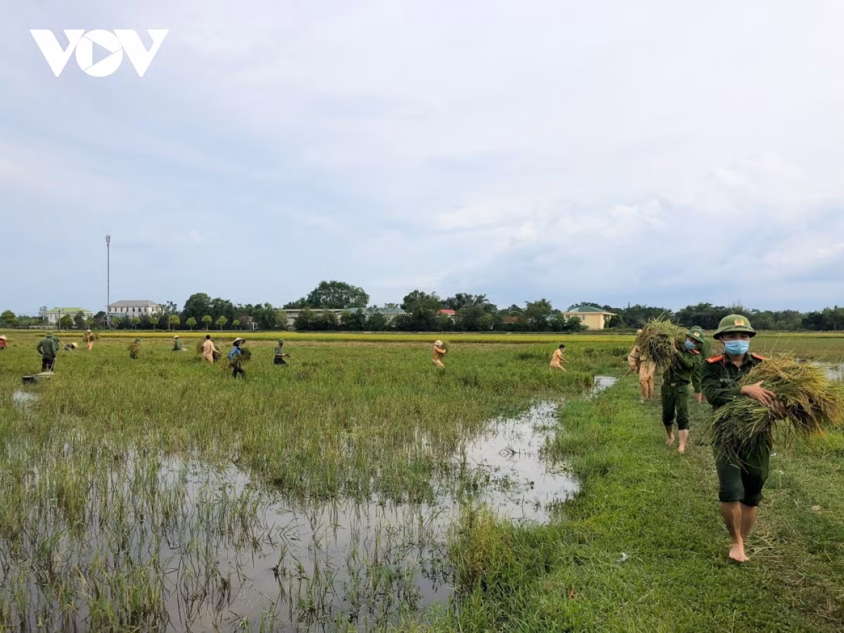 Hình ảnh công an xuống đồng giúp dân gặt lúa chạy bão - Hình 7 Hinh anh cong an xuong dong giup dan gat lua chay bao-Hinh-7